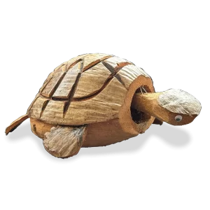 Coconut Nodding Turtle